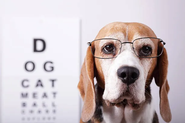 Cirurgia oftalmologica cachorro