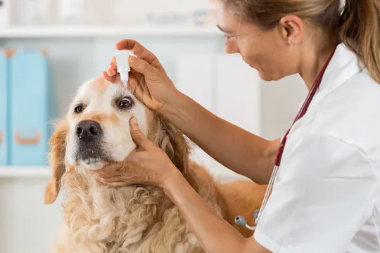 Oftalmologista para cachorro