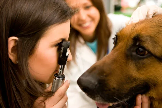 Oftalmologista para cachorro valor no ABC