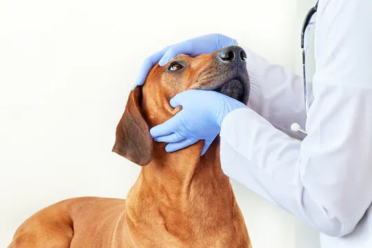 Oftalmologista para cães no ABC