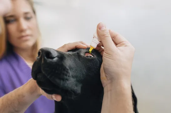 Oftalmologista canino no ABC