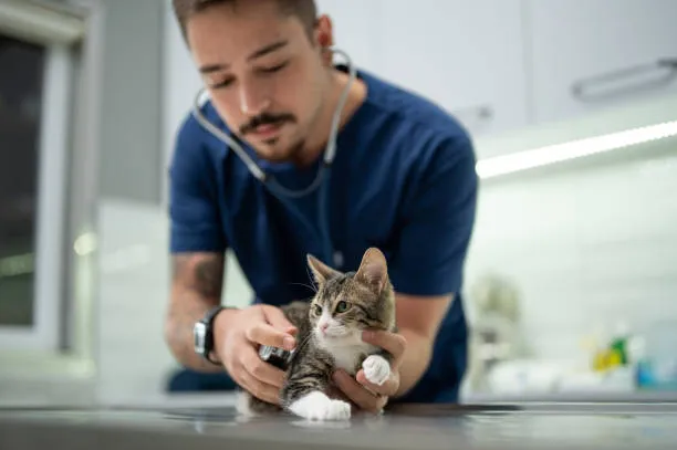Ortopedia veterinária no ABC Paulista