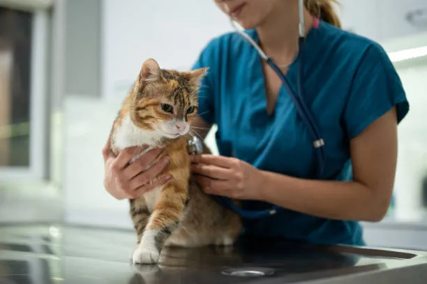 Ortopedia veterinária no ABC Paulista