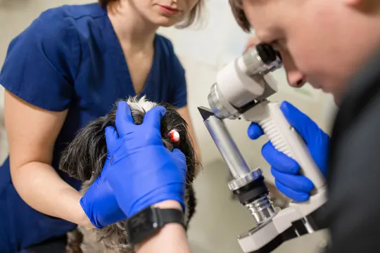 Veterinária oftalmo no ABC
