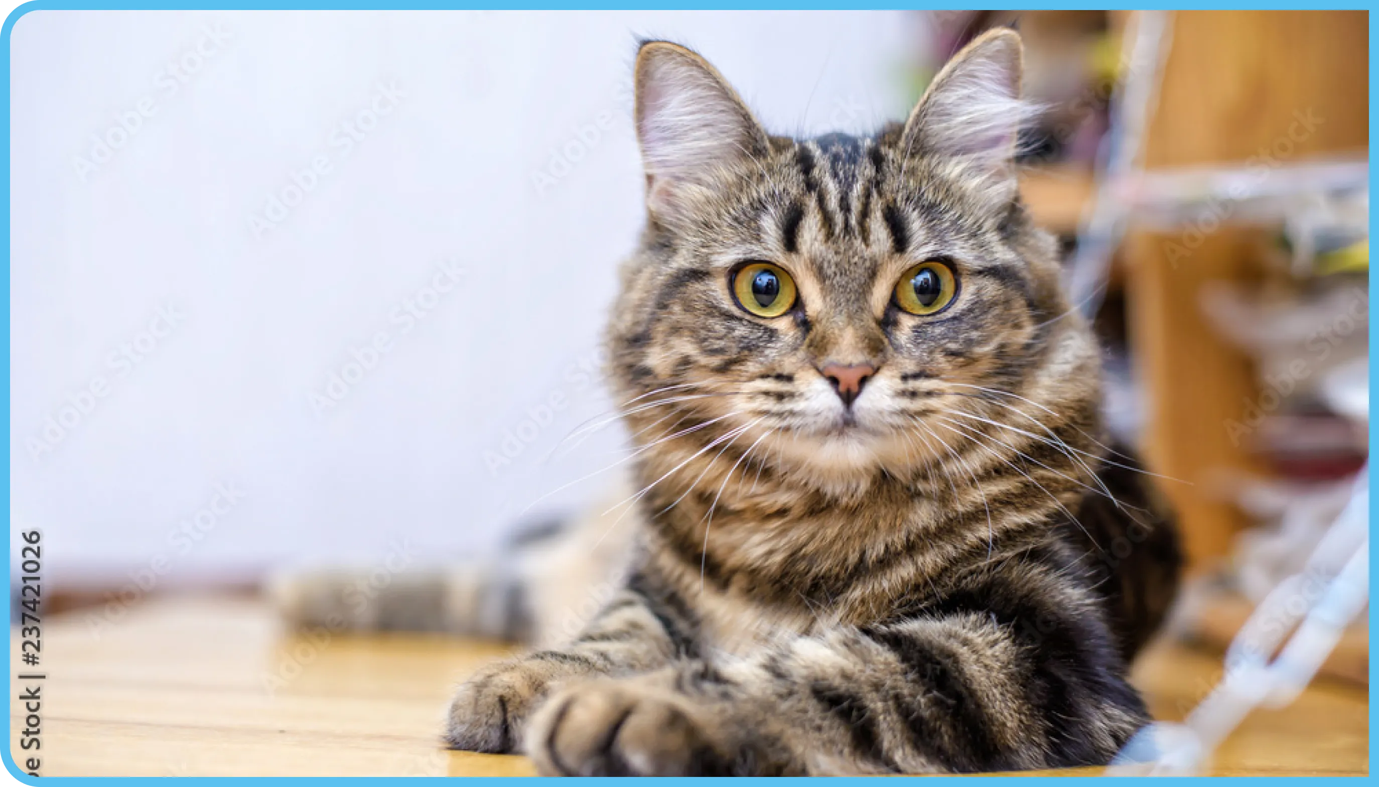 Felinos Felinos