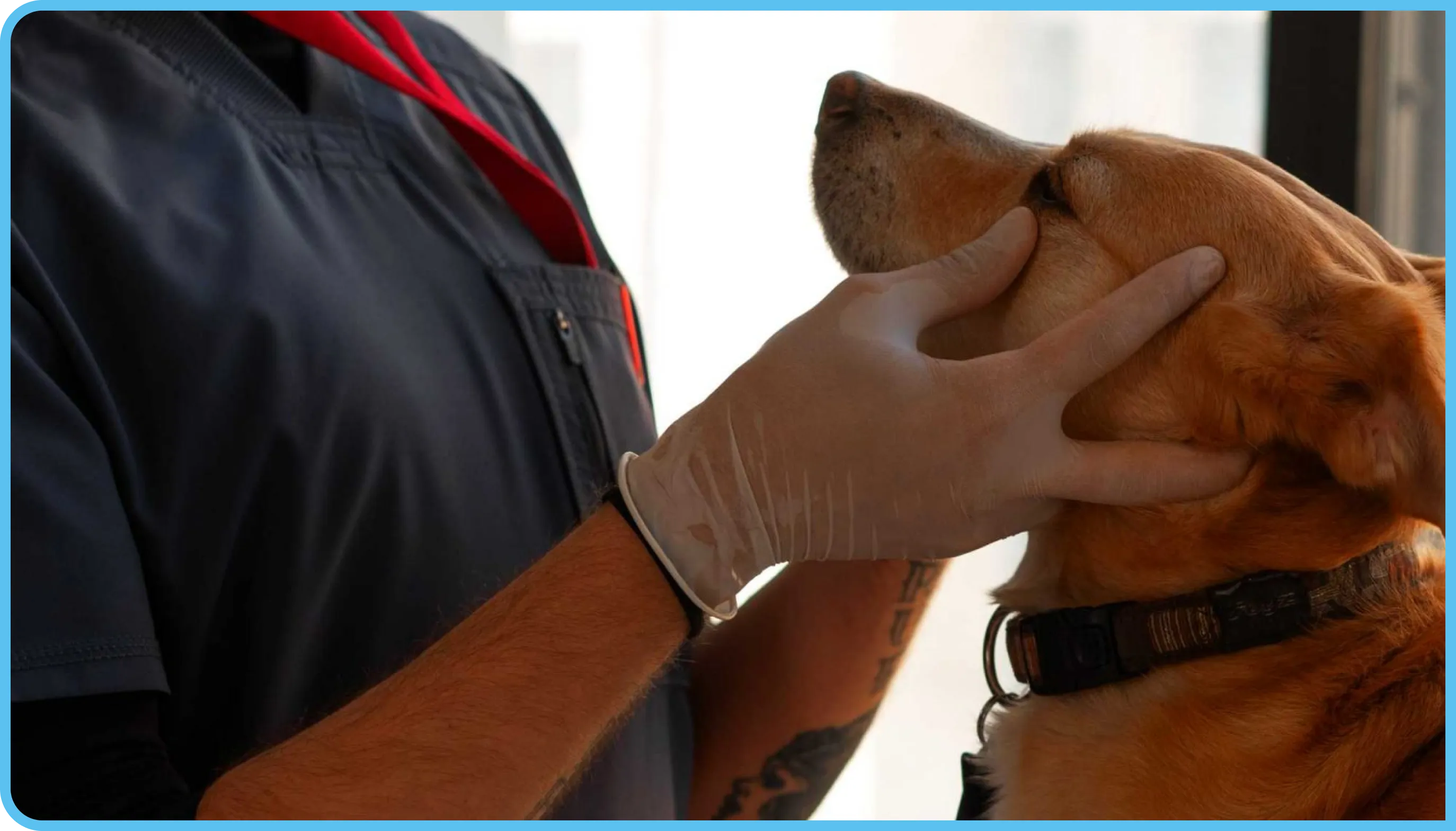 Dermatologia Veterinária Dermatologia Veterinária