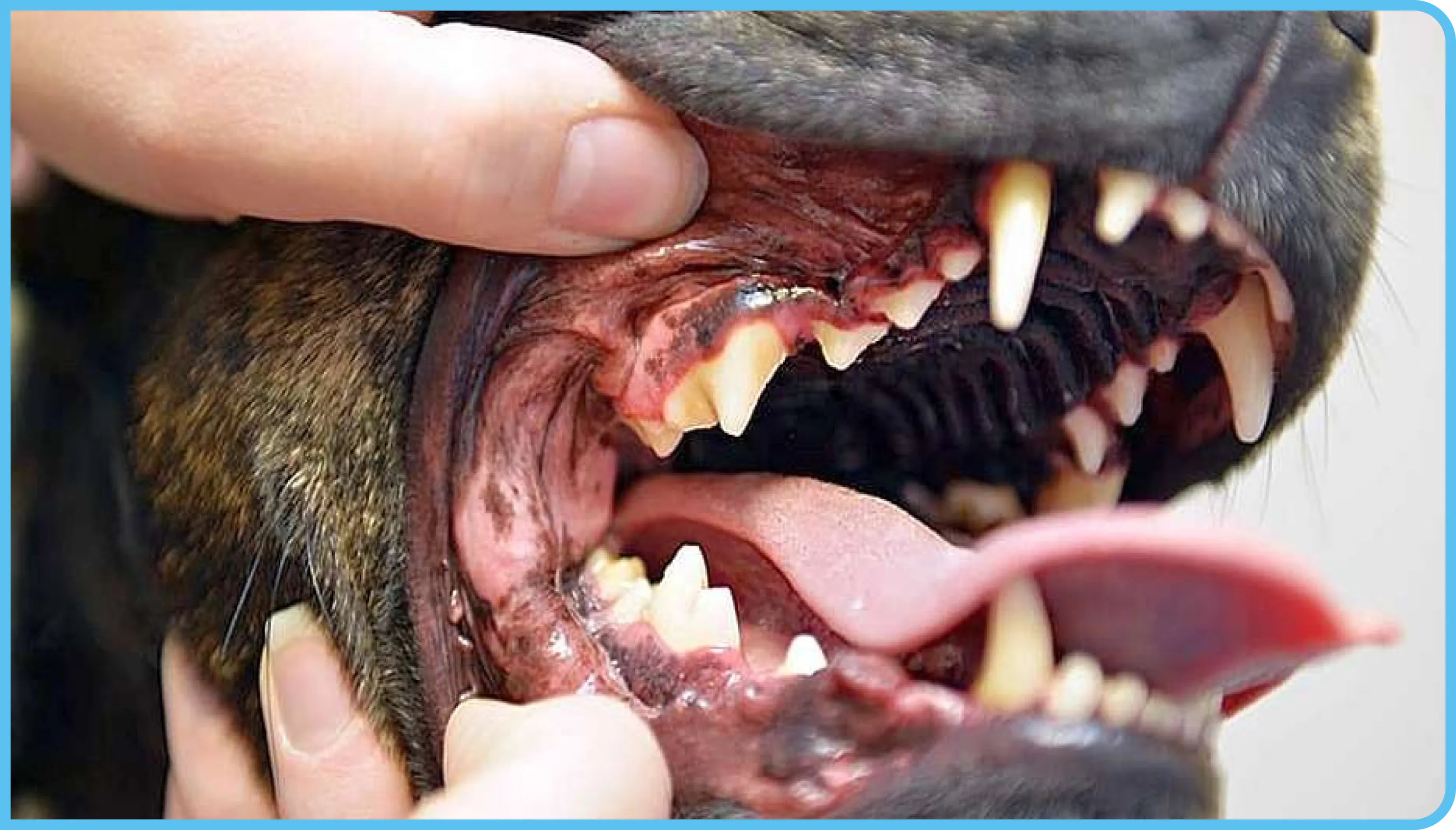 Profilaxia Odontológica Veterinária Profilaxia Odontológica Veterinária